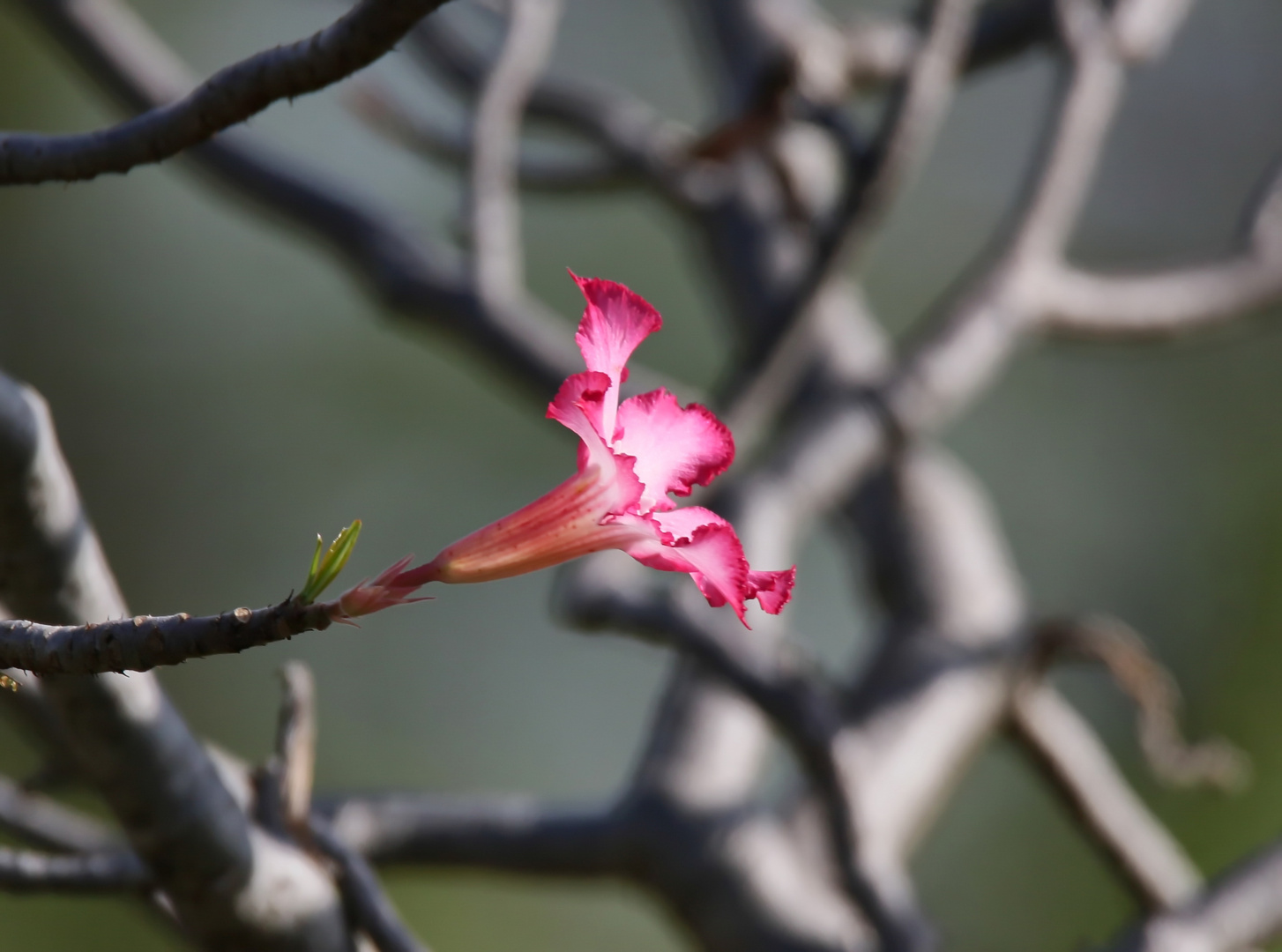 Wüstenrosenblüte