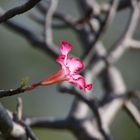 Wüstenrosenblüte