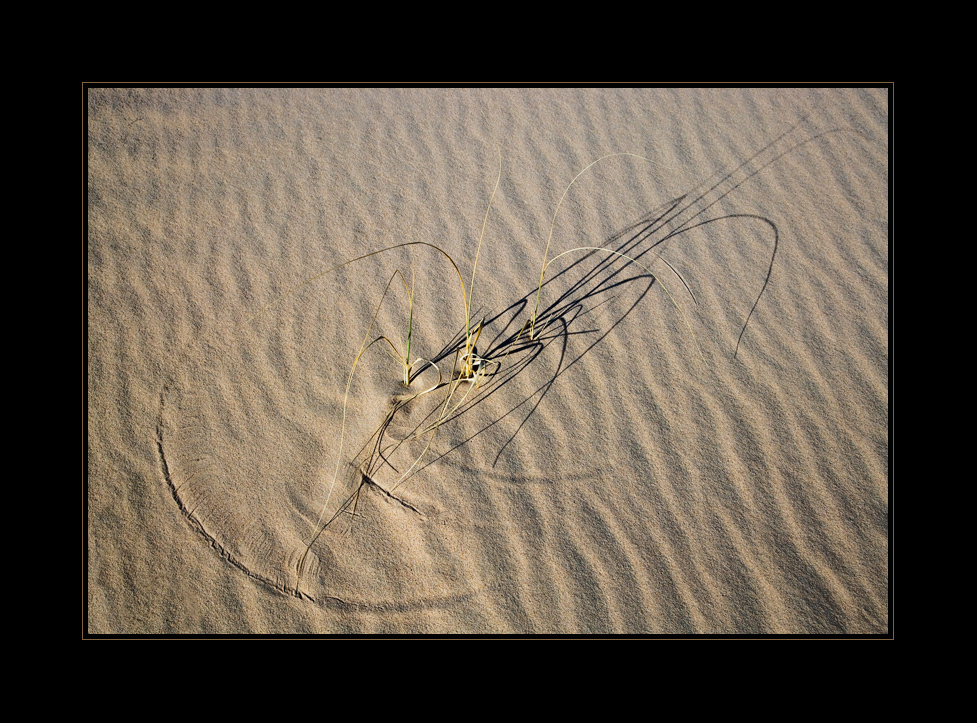 Wüstenschätze/ trouvailles du desert