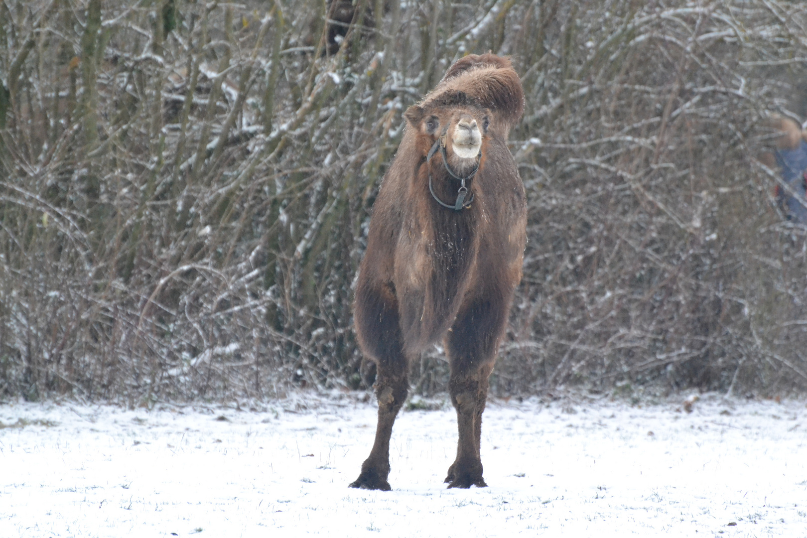 Wüstenschiff im Schnee