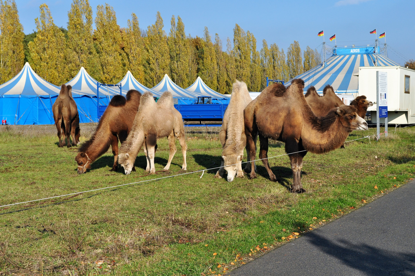 " Wüstenschiffe " an der Goitzsche bei Bitterfeld