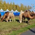 " Wüstenschiffe " an der Goitzsche bei Bitterfeld