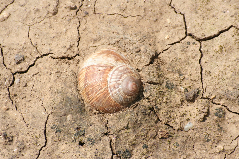 Wüstenschnecke