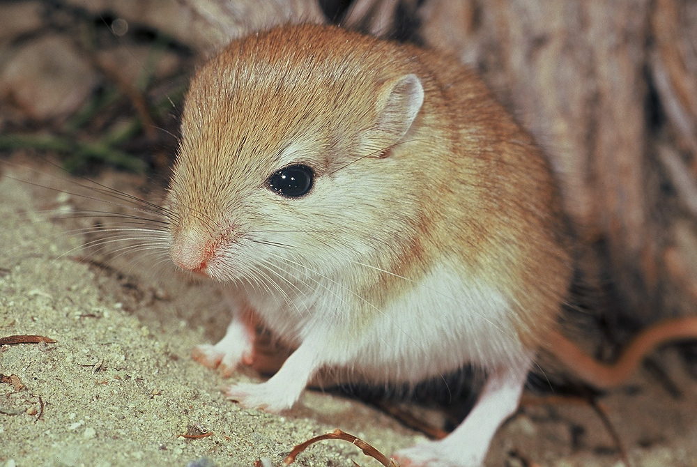 37+ Springmaus Im Garten, Nicht alle tiere, die wie mäuse aussehen,