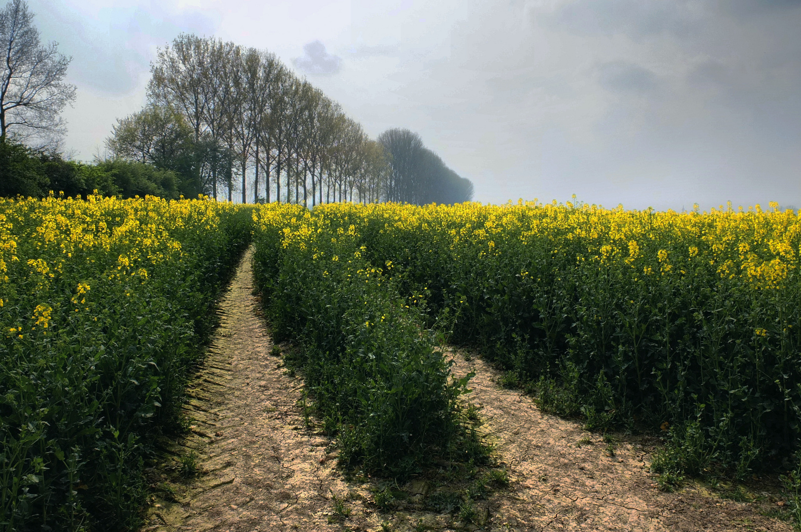 Wüstenstaub in Nordrhein-Westfalen