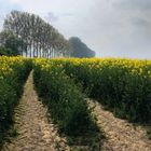 Wüstenstaub in Nordrhein-Westfalen