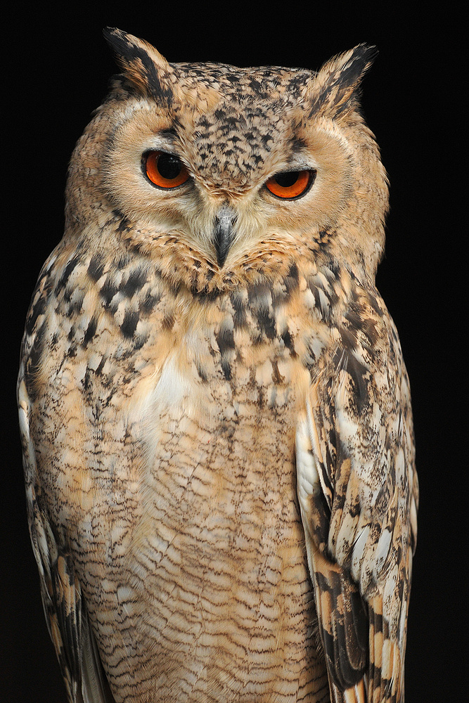 Wüstenuhu - geduldiger Blick