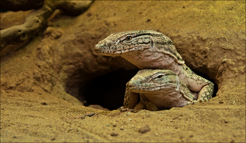 Wüstenwaran (Varanus griseus).....