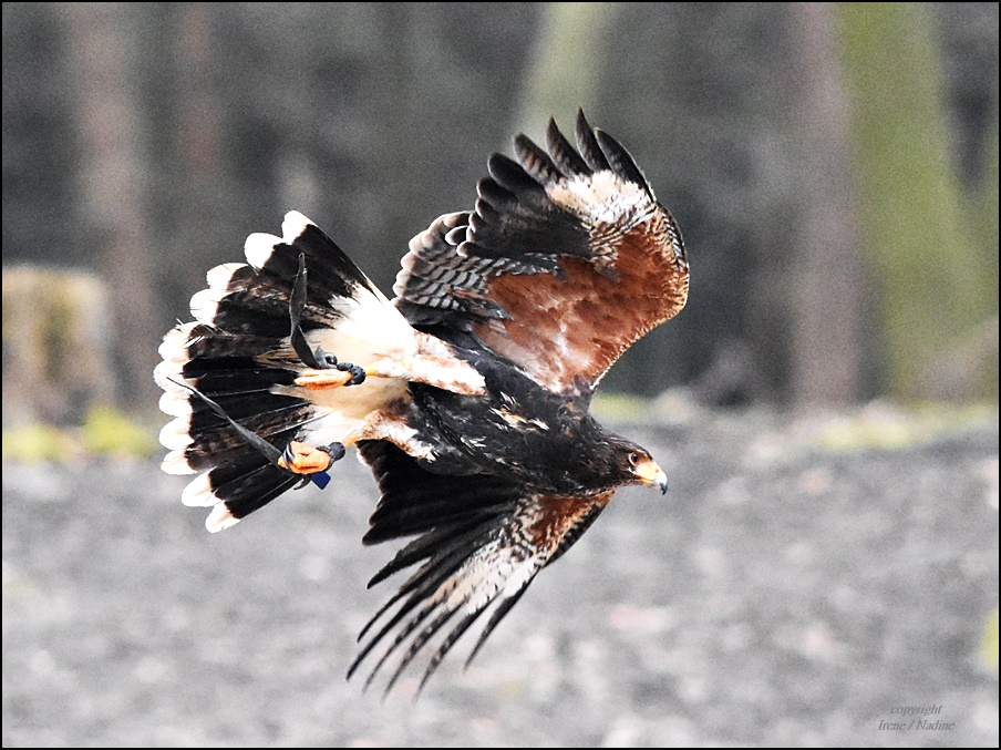 Wüster Bussard !!!!