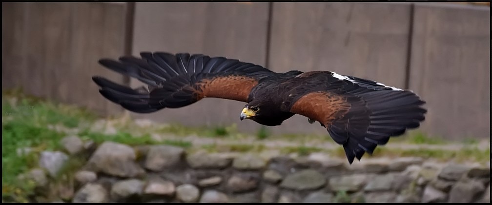 Wüster Bussard ???