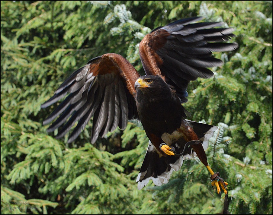 Wüster Bussard ???