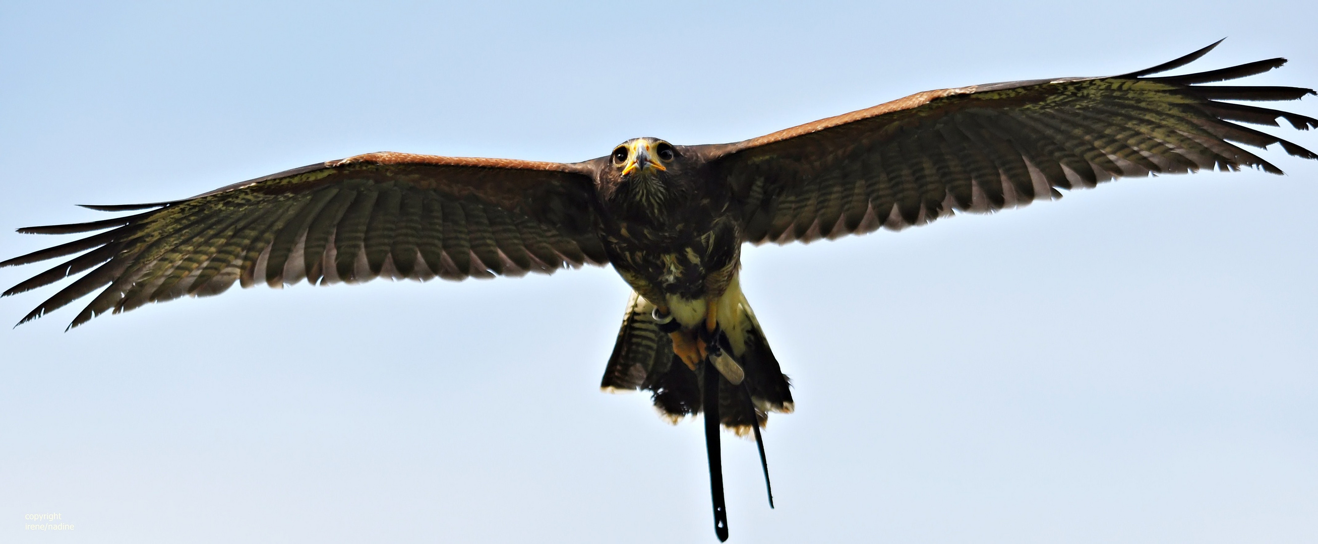 Wüster Bussard ???