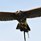 Wüster Bussard ???