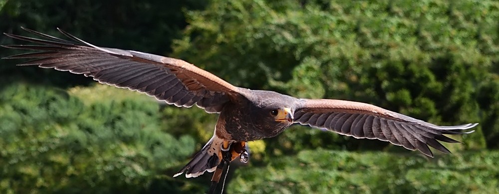 Wüster Flieger:-)