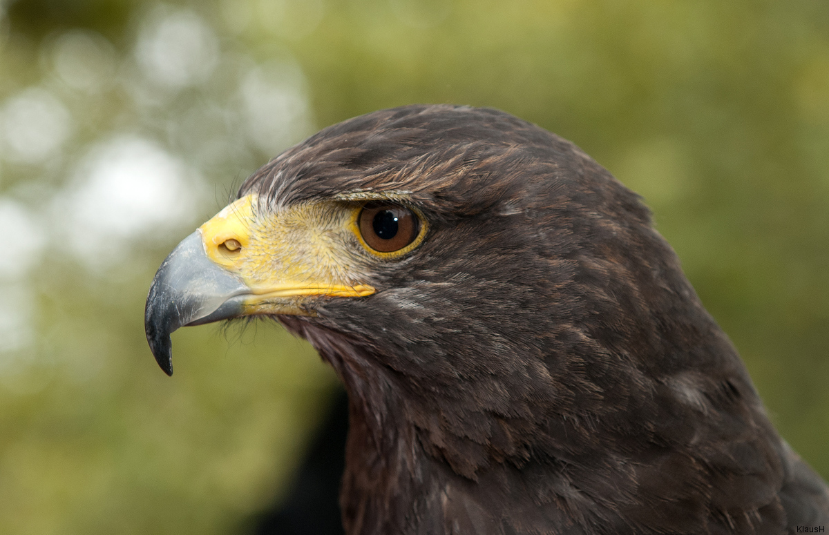 ~ Wüsternbussard ~