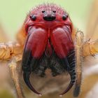 Wütende Ammen-Dornfinger Spinne (Cheiracanthium punctorium)