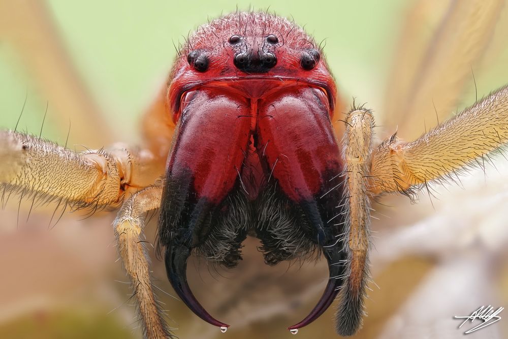 Wütende Ammen-Dornfinger Spinne (Cheiracanthium punctorium)