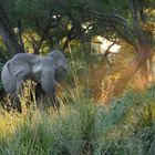 Wütende Elefantenkuh im Morgenlicht