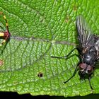 Wütende junge Raupe vom Kleinen Gabelschwanz, sie will keine Fliege neben sich. Fotos 3 und 4