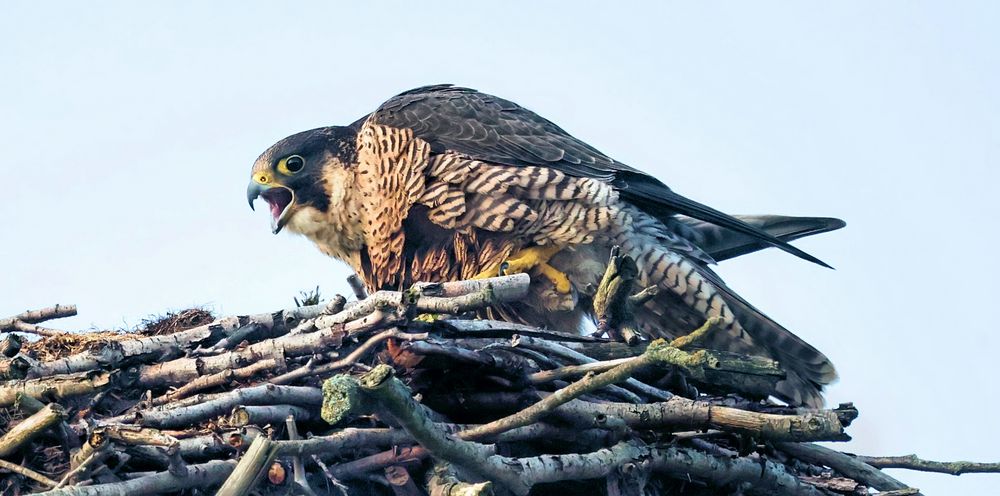 WÜTENDE WANDERFALKIN 