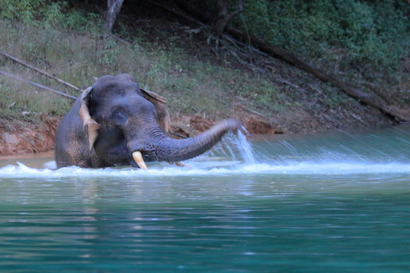 Wütender Elefant