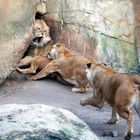 Wütender Löwe im Wuppertaler Zoo