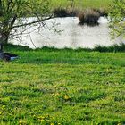 Wütender Schwan in Angriffshaltung treibt Graugänse vor sich her