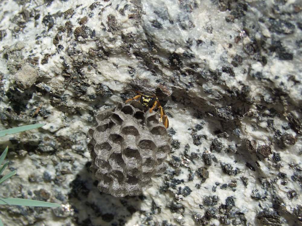 wütendes Bienchen