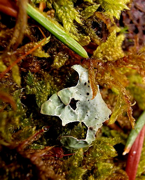 Wütendes Teufelchen