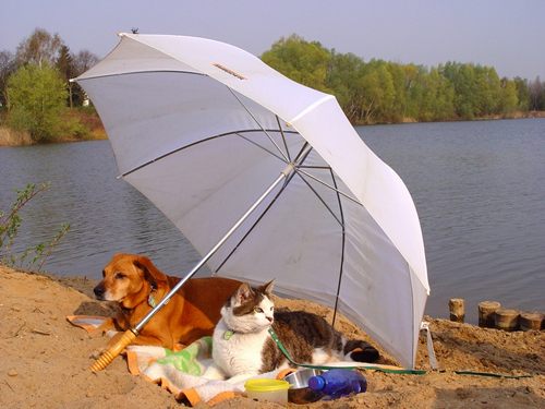 "wuff endlich Urlaub", "miau allein mir dir am Strand, schnurr"