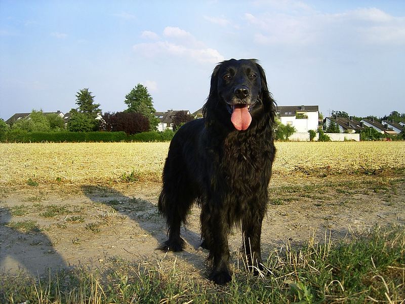 Wuff, ganz schön heiß!