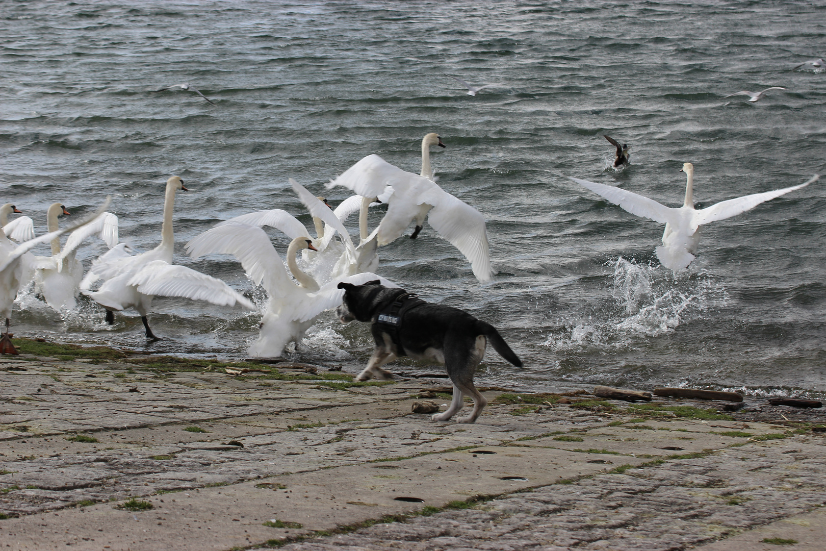 Wuff !!!!!!! ... hehe ... und alle fliegen weg ... hihi .... :-)