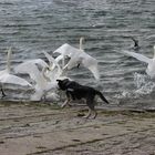 Wuff !!!!!!! ... hehe ... und alle fliegen weg ... hihi .... :-)