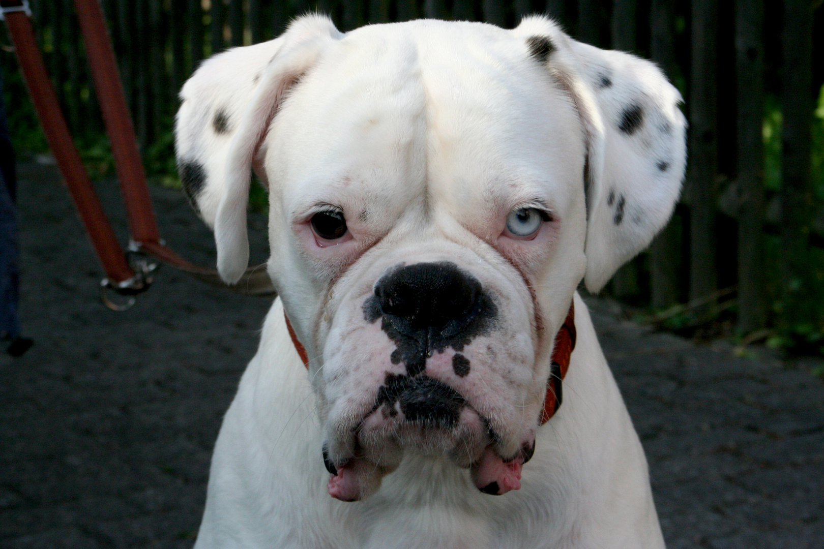 Weisser Hund — Rezepte Suchen