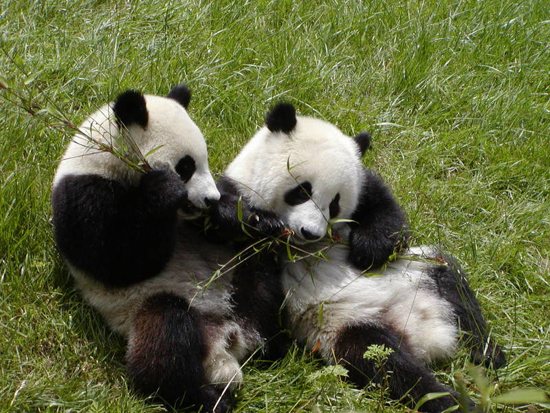 Wulong panda bears reservation Sichuan