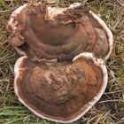 Wulstiger Lackporling (Ganoderma adspersum) 