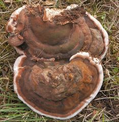 Wulstiger Lackporling (Ganoderma adspersum) 