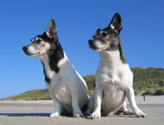 Wum und Wendelin am Strand