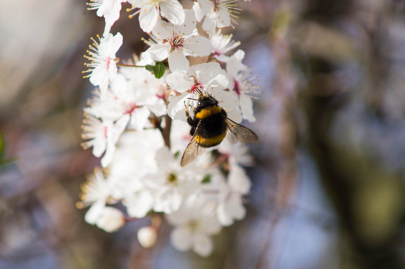 Wummel auf Blüte