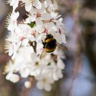 Wummel auf Blüte