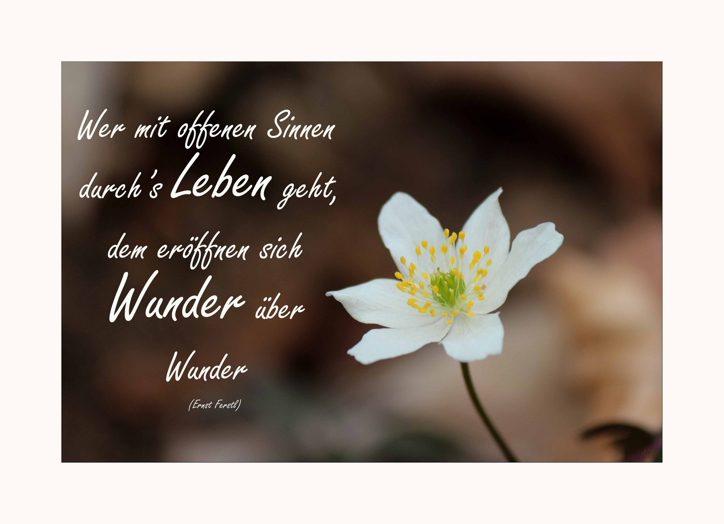 Wunder