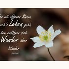 Wunder