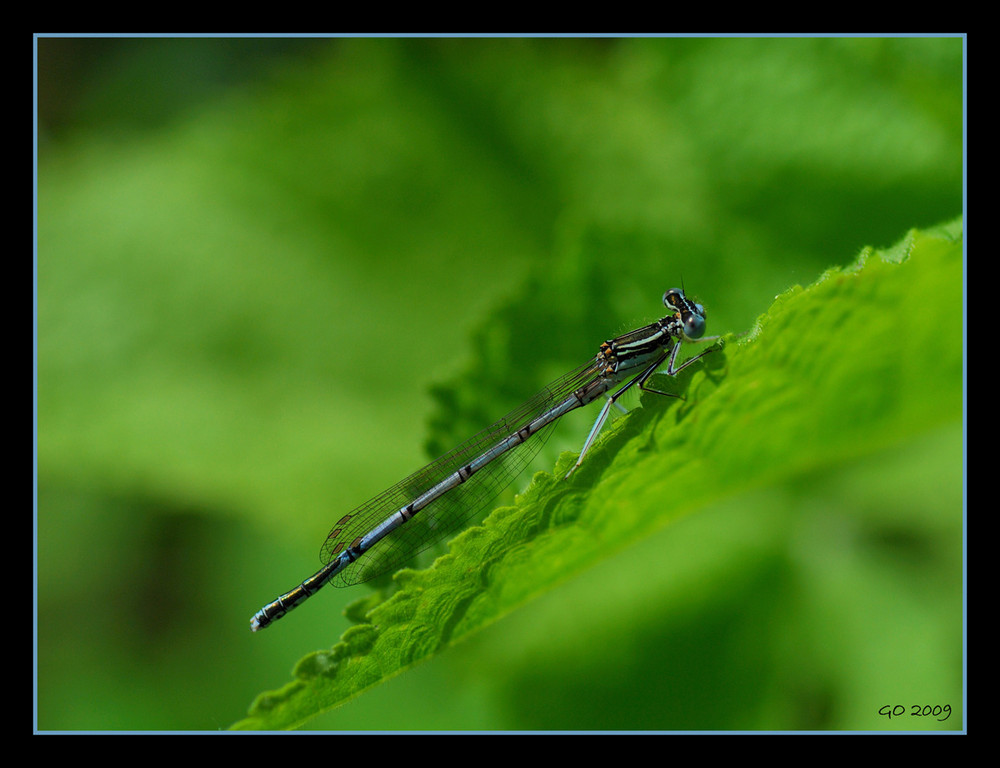 "Wunder der Natur"