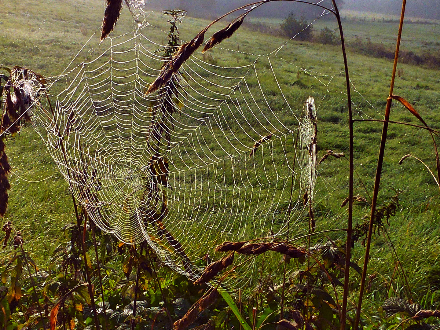 -Wunder der Natur...