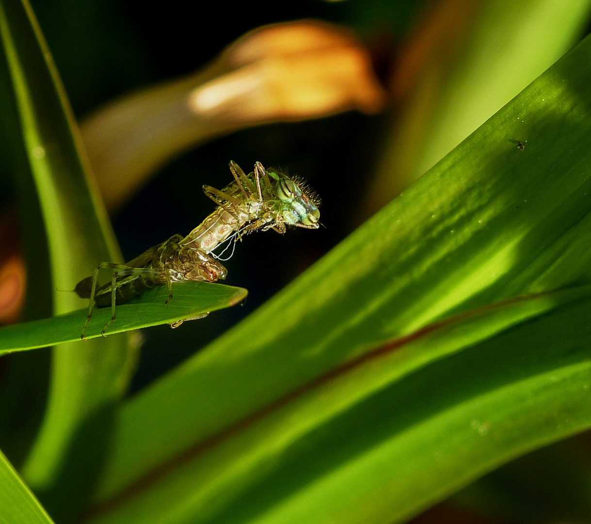 Wunder der Natur