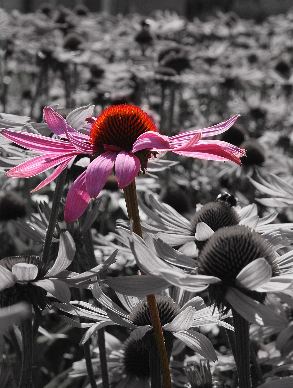 Wunder der Natur von Zorla 