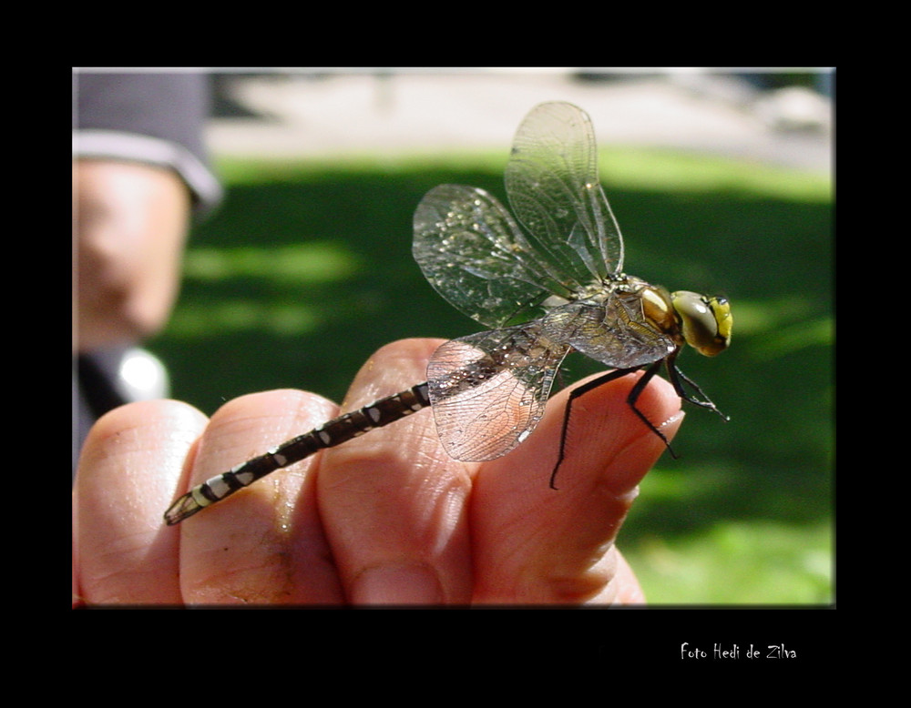 Wunder der Natur