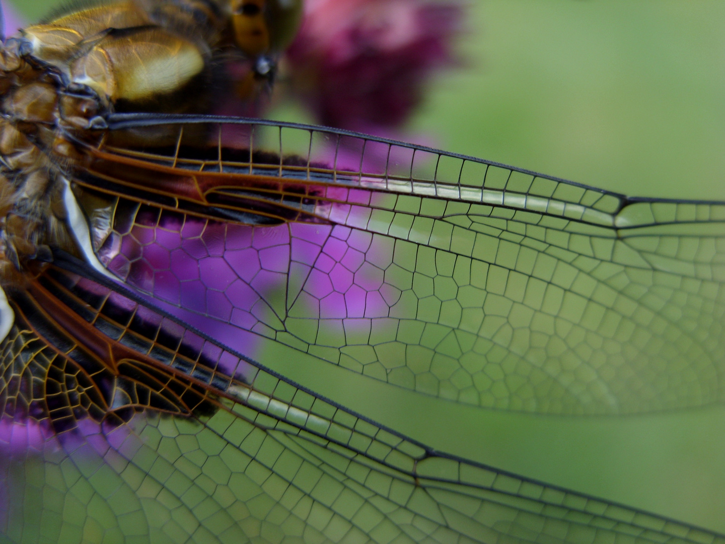 Wunder der Natur