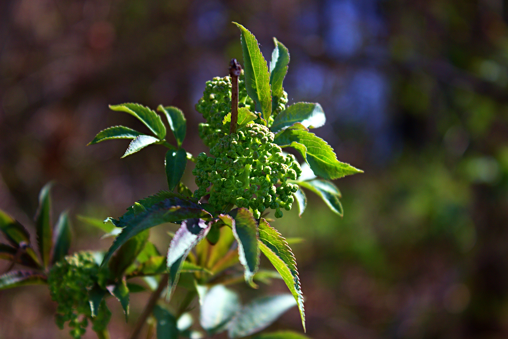 Wunder der Natur