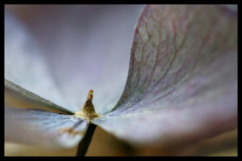 Wunder der Natur?